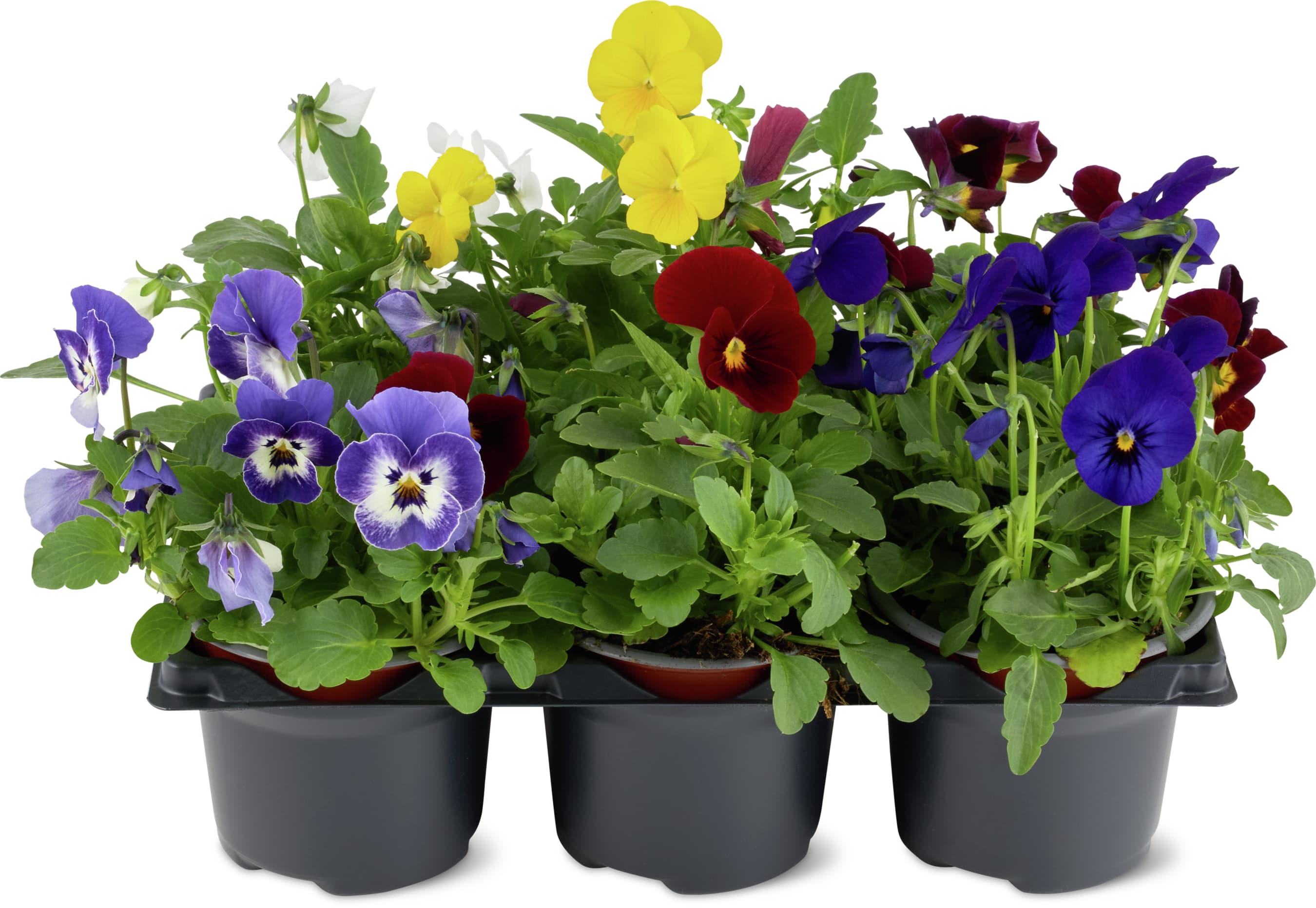 Viola cornuta